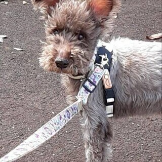 ミニチュアシュナウザーの男の子 ポトスくん