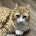 カールした耳が可愛い大きな甘えん坊♡
