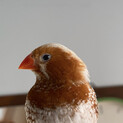 キンカチョウオスメス