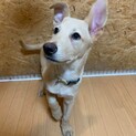 宮古島からやってきた3兄妹☆陸(ろく)くん