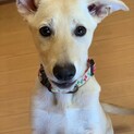 宮古島からやってきた3兄妹☆海(うな)ちゃん