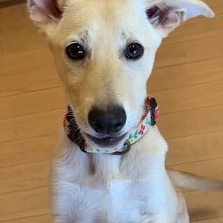 宮古島からやってきた3兄妹☆海(うな)ちゃん