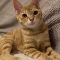 【坊ちゃん】おかげさまで里親様が決まりました。