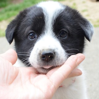 『春の笑顔シリーズ』なずなちゃん♪