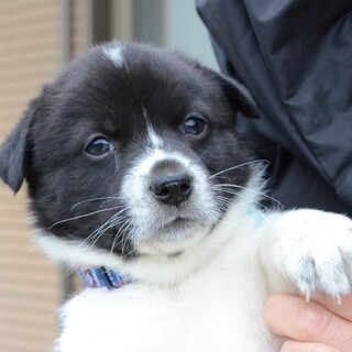 『春の笑顔シリーズ』わらび君♪