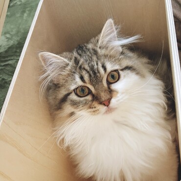 (ゴミ)箱入り娘