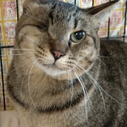 ４月４日第２６回パニャリンピックー障害猫さんの譲渡会ー サムネイル2