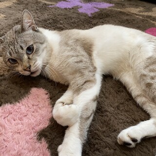 【4/4譲渡会】シャム系ブルーアイの男