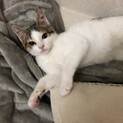 とっても甘えん坊！小顔のイケメンです！