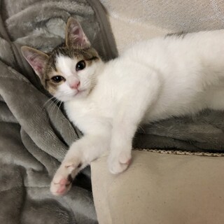 とっても甘えん坊！小顔のイケメンです！