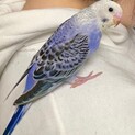 インコの里親を探しています！