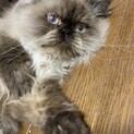 ヒマラヤン　３歳半　男の子