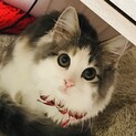 ノルウェージャンフォレストキャット　メス　女の子