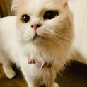 スコティッシュフォールド　オス　３歳半