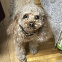 トイプードル2歳の元気な女の子です。