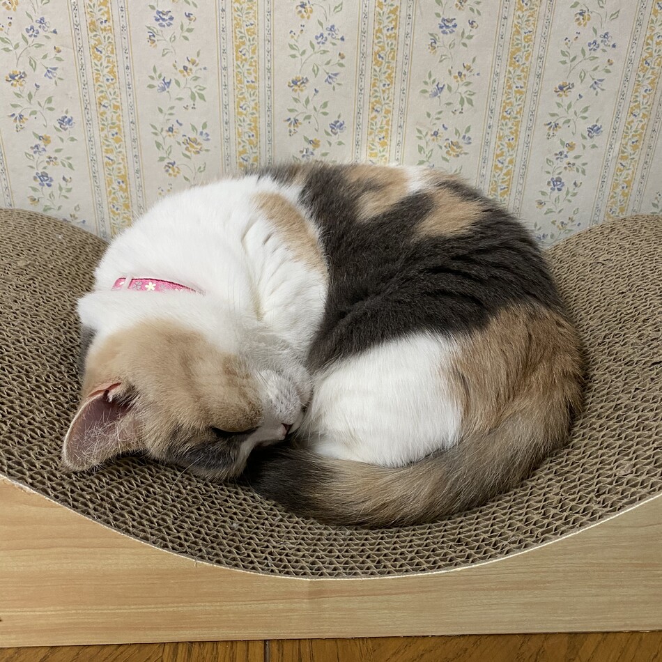 つぼみのカバー写真