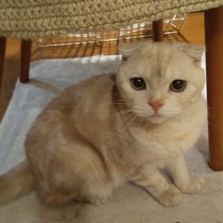 【スコティブリーダー廃業】強くてやさしいベージュ縞