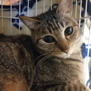 【4/4譲渡会】とにかく美猫なキジ猫です
