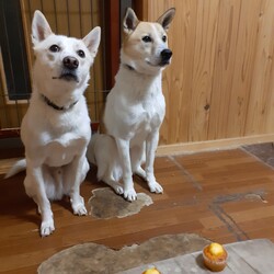 「里親になってもう三年になりました‼️」サムネイル2