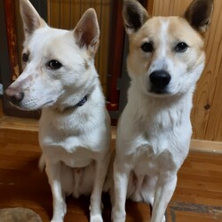 「里親になってもう三年になりました‼️」サムネイル3