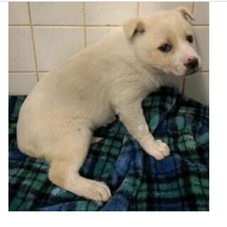 野犬の子犬です。家族募集しています！