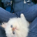 レッドヒマラヤン　男の子　1歳