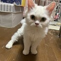 セルカークレックス　女の子　2歳