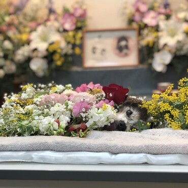 2020/03/01 虹の橋を渡りました。9日で16歳になるところでした。シニア 犬の可愛さをきなこに教えてもらいました。ありがとう。