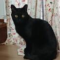 美ニャン♪黒猫ジェリクルちゃん