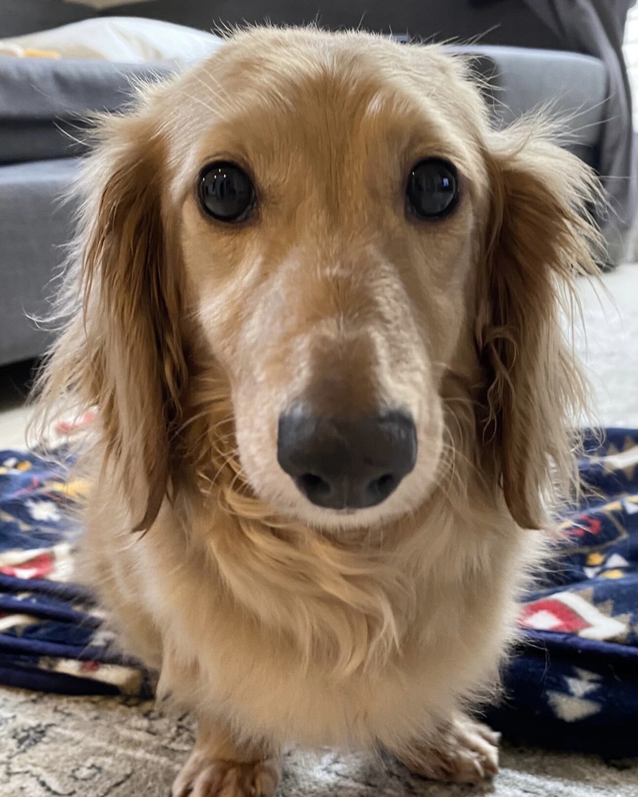 寝相は大胆 甘え方も大胆 愛知県 犬の里親募集 ペットのおうち 月間利用者150万人