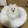 みゅんみゅん