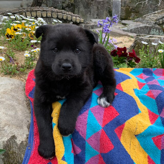 タヌキ顔が可愛い”みつえ”ちゃん☆