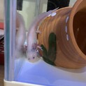 2匹一緒に引き取っていただける方