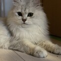 チンチラシルバーのイケメン！キャンセルの為再募集