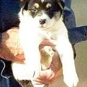 モコモコのミックス子犬3兄妹家族募集中！！