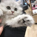 ペルシャ　女の子　２歳