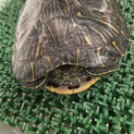 穏やかな小さめミドリガメさん