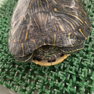 穏やかな小さめミドリガメさん