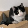 雑種の子猫募集します サムネイル3