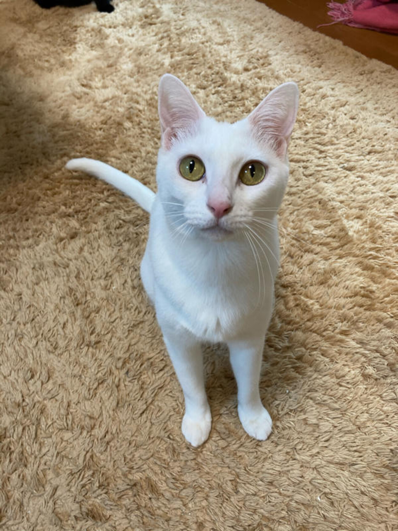 はすね 双子の白猫ちゃん タペストリー 2本セット Amazon.co.jp: 白猫プロジェクト ネモ ノア 茶熊学園