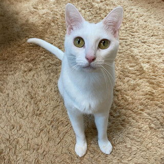 はすね 双子の白猫ちゃん タペストリー 2本セット 双子の黒猫と白猫 2体セット 送料無料 木製人形 その他置物 HARE