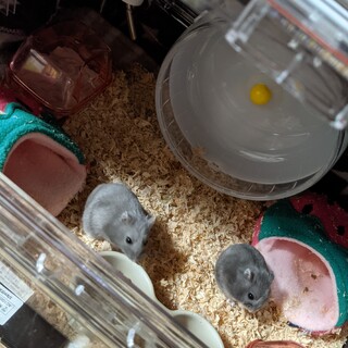 ジャンガリアンパープル4ヶ月♀︎にこ、もこ