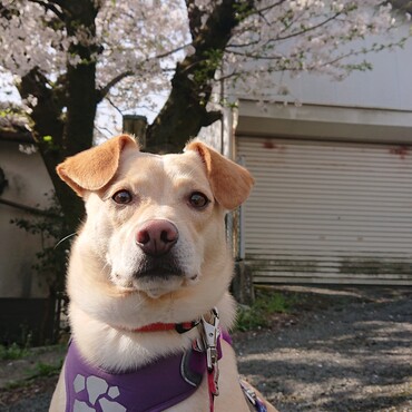 威風堂々。。。。かな(笑)