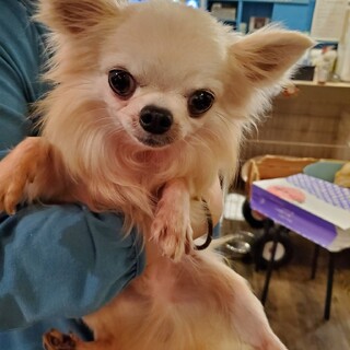 保護っこ♪ケンくん♪里親絶賛募集中！