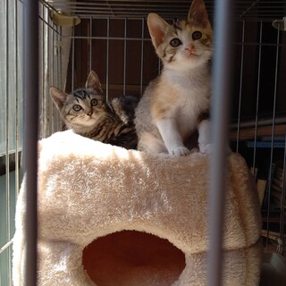 美人姉妹【生後約2.5か月】