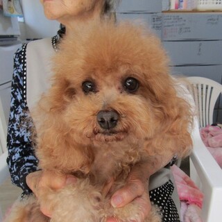 性格が穏やかで大きなクリクリお目目の可愛い子