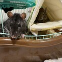 ファンシーラットの里親募集中