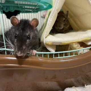 ファンシーラットの里親募集中