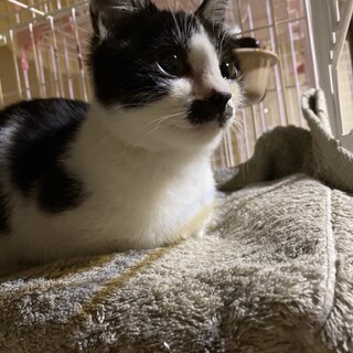 【4/4譲渡会】元気で甘えん坊なの女の子