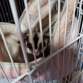 モモンガきょうだい① ブドウ(メス)